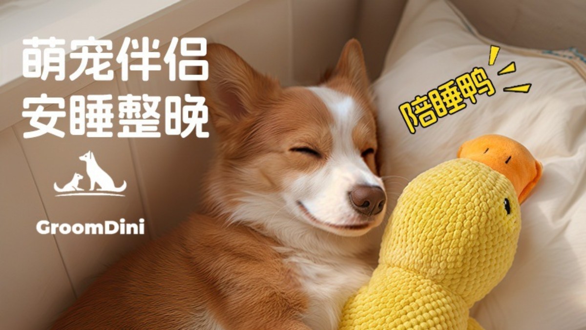 寵物玩具 Banner